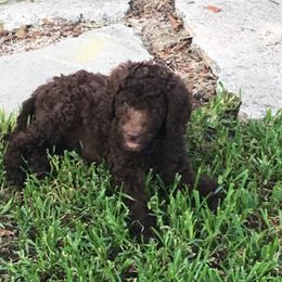 Labradoodle and Poodle Puppies from Salley Mcintyre's Labradoodles and Poodles