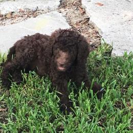 Labradoodle and Poodle Puppies from Salley Mcintyre's Labradoodles and Poodles