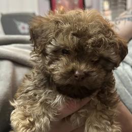 Ziggy - Fawn male Russian Tsvetnaya Bolonka puppy in Lawrenceville, Georgia from Alchemy Havanese