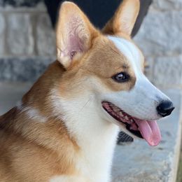 Pembroke Welsh Corgi puppies from Ginger Sky Corgi Ranch