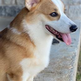 Pembroke Welsh Corgi puppies from Ginger Sky Corgi Ranch
