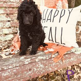 Jyn - Black Poodle puppy in Arkansas from Blackwood Poodles