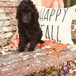 Jyn - Black Poodle puppy in Arkansas from Blackwood Poodles