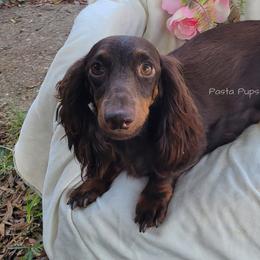 Lune - Dachshund