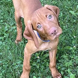 JOEY - MALE dark blue collar - Golden rust male Vizsla puppy in Oswego, Illinois from Vizslas of Illinois