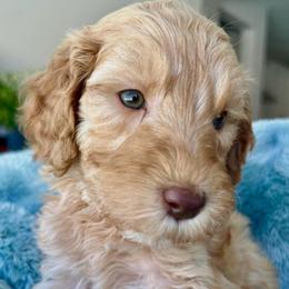 Grey collar apricot boy - Apricot male Goldendoodle puppy in Peoria, Arizona from Az Doodle Mom
