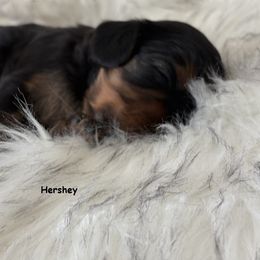 Cavalier King Charles Spaniel Puppies from Mystic Cavaliers LLC