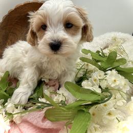 Green collared male - White male Maltipoo puppy in Marshallville, Ohio from Grassy Meadow Pups