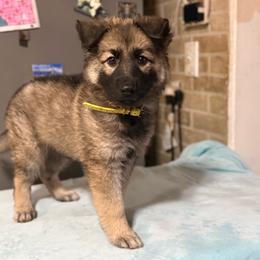 Little Miss Bleep -silver sable - Sable female German Shepherd puppy in Yuba City, California from Barton’s German Shepherds
