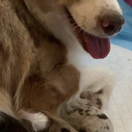 Miniature Australian Shepherds from AJB Tx Ranch Mini Aussies