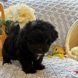 Bell - Black & white female Maltipoo puppy in Boston, Kentucky from MountCarmelPuppies