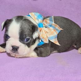 Invisible Woman - Blue female Boston Terrier puppy in Millers Creek, North Carolina from Tumbling Shoals Hilltop Bostons