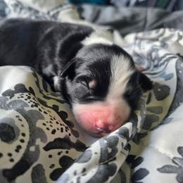 2 - Black tri-color female Australian Shepherd puppy in Albany, Oregon from Red Cloud Australian Shepherds and DeGray Great Danes & Bulldogs