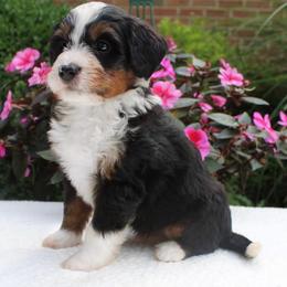 Luka - Tri-color male Bernedoodle puppy in Perrysville, Ohio from Pleasant Valley Bernedoodles