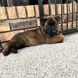 Belgian Malinois Puppies from Focused Obedient Belgian Malinois