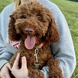 Matilda - Goldendoodle
