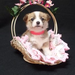 Pembroke Welsh Corgi Puppies from Foxfurewe Corgis