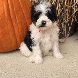 Cadillac - Black and white male Bernedoodle puppy in Luana, Iowa from Country View Bernedoodles and Goldendoodles