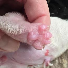 Girl 1 - Black brown and white female Basset Hound puppy in Greenleaf, Idaho from Happy Acre Bassets