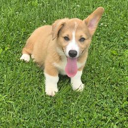 Spud - Sable and white male American Corgi puppy in Walker, Iowa from Double K Corgis