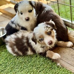 Merle female 2 - Red merle female Miniature Australian Shepherd puppy in Lemon Cove, California from Magic Ranch Mini Aussies