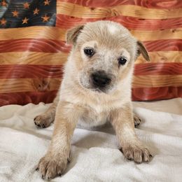 Independence - Red speckled female Australian Cattle Dog puppy in Lynd, Minnesota from Diamond Falls Cattle Dogs