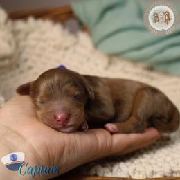 Captain - Chocolate merle male Bernedoodle puppy in Fort Myers, Florida from Little Golden Farm