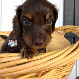 S'mores - Chocolate and tan male Dachshund puppy in Cave City, Kentucky from Mammoth Cave Dachshunds