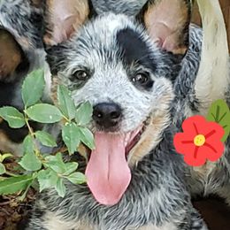 Australian Cattle Dog Puppies from Wood Haven Farm of SC
