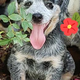 Australian Cattle Dog Puppies from Wood Haven Farm of SC