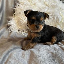 "Chloe" Yorkshire Terrier Puppies from Ella's Designer Yorkies