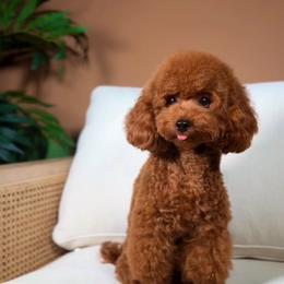 Gera - Poodle