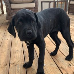 Cane Corso from Dark Knight Kennel
