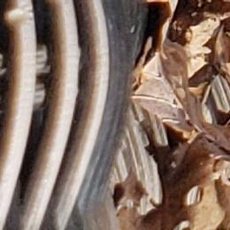 Aussiedoodle, Miniature Australian Shepherd, Poodle, Shihpoo, Shih Tzu, and Toy Australian Shepherd Puppies from Gemini Kennels