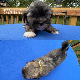 Ulrick - Cream male Lhasa Apso puppy in Cincinnati, Ohio from Shangri-La Lhasa Apsos