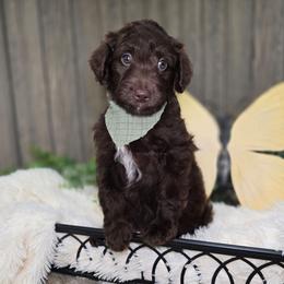 AJ - Chocolate male Goldendoodle puppy in Woodburn, Indiana from DNLS Doodle Puppies