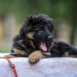 German Shepherd Puppies from Zwinger Vom Greifjäger