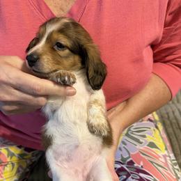 Shaded Red with points Piebald girl 4000 - Piebald female Dachshund puppy in Fenton, Michigan from Always Darling Dachshunds