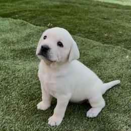 Red Collar Male - Yellow male Labrador Retriever puppy in Nampa, Idaho from Gem State English Labrador Retrievers