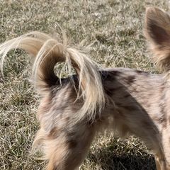 Bracco Italianos and Chihuahuas from Snow Peak Kennel