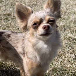 Bracco Italianos and Chihuahuas from Snow Peak Kennel