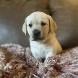 Nova - Yellow female Labrador Retriever puppy in Sweet Home, Oregon from Snowpeak English Labradors