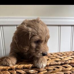 Delilah - Parti female Labradoodle puppy in Baldwin, New York from remiandraesweetdoodlesli