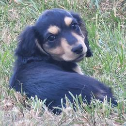 Lavender - Black and cream female Dachshund puppy in Salinas, California from Maverick Kennels