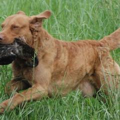 Chesapeake Bay Retrievers from Madrona Chesapeake Bay Retrievers