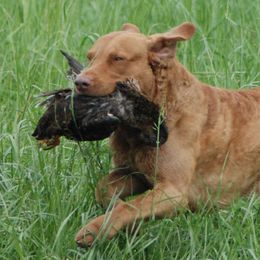 Chesapeake Bay Retrievers from Madrona Chesapeake Bay Retrievers