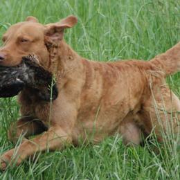 Chesapeake Bay Retrievers from Madrona Chesapeake Bay Retrievers