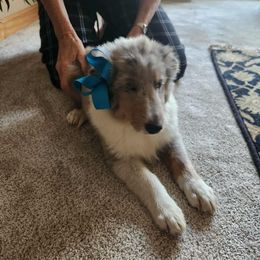 Shetland Sheepdog Puppies from Kountry Home Shelties