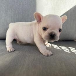 Whitey Ford - White male French Bulldog puppy in Iron Station, North Carolina from Kayser Farm