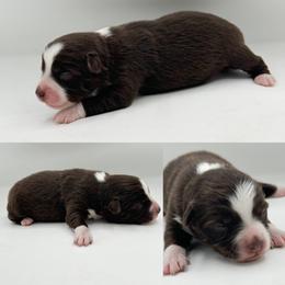 Red tri female 2 - Red tri female Toy Australian Shepherd puppy in Brooker, Florida from Honey, I Shrunk the Aussies